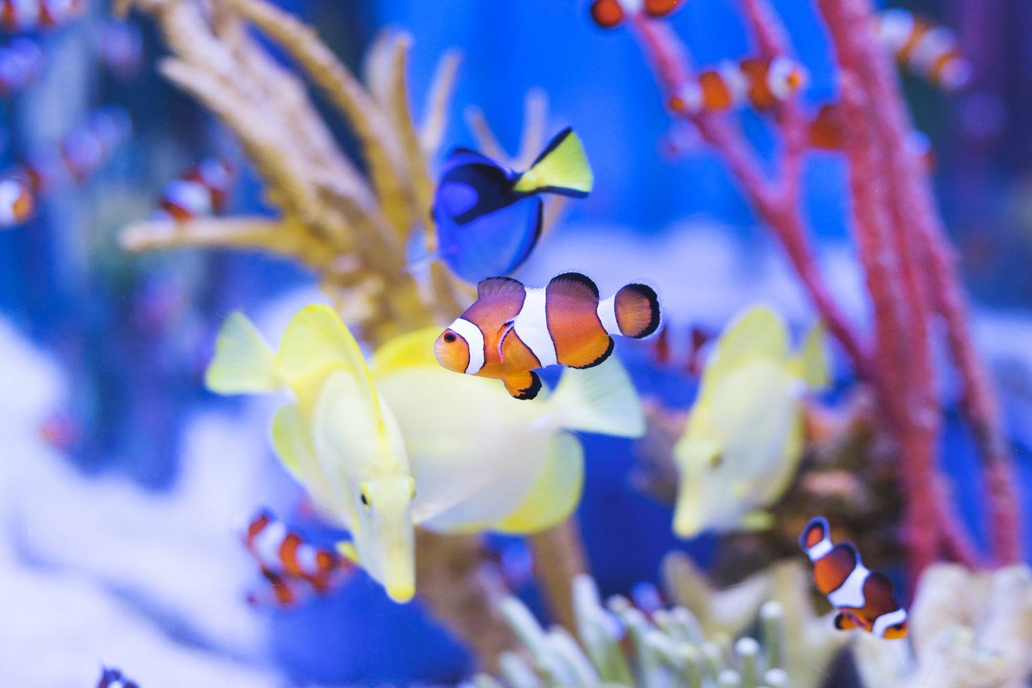 clown fish and friends in a salt water aquarium